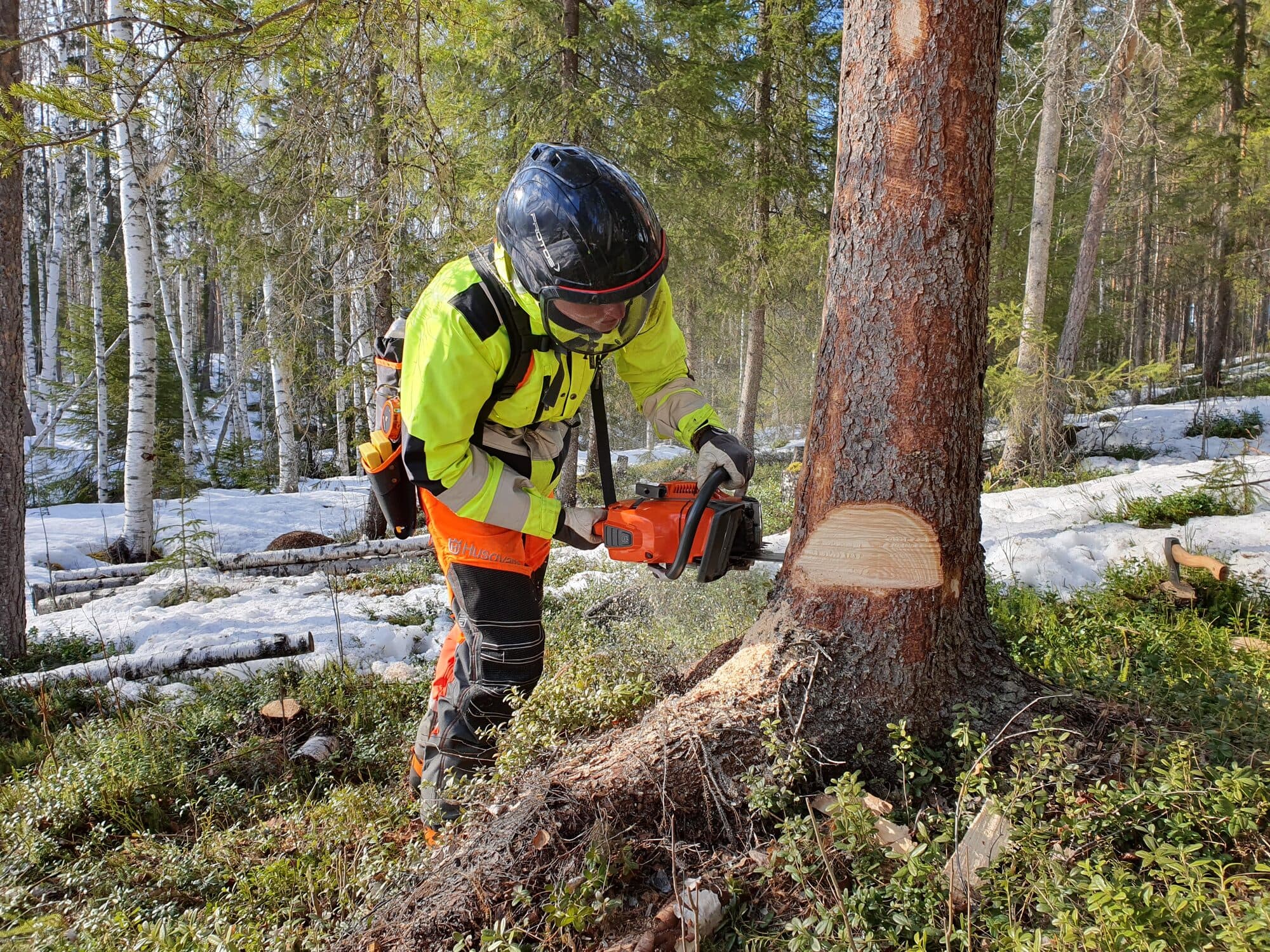 Fällning av träd med motorsåg under utbildning