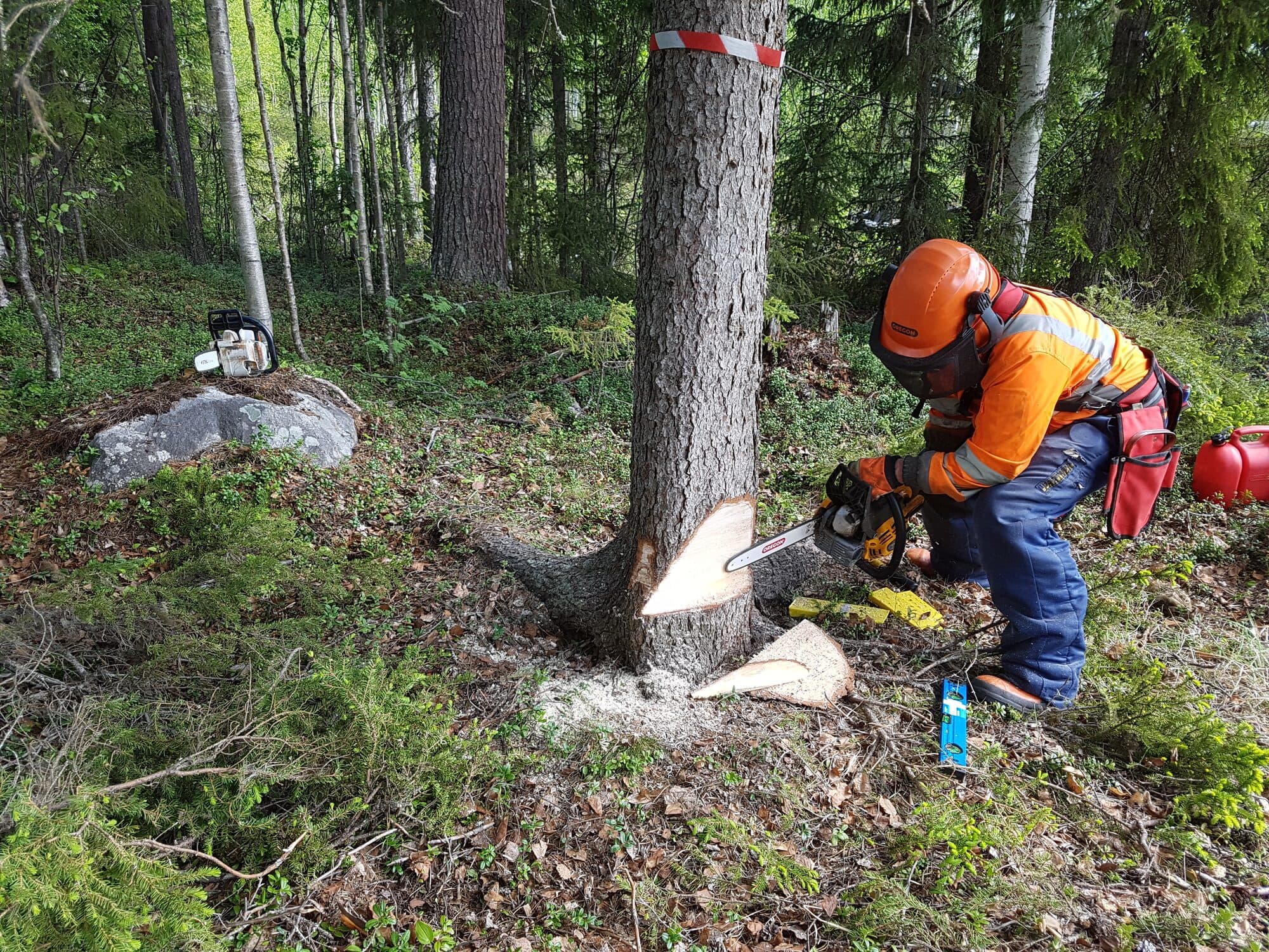 Fällning av träd med motorsåg i skogen